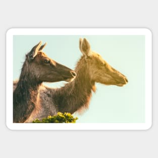 Two Elks Sticker